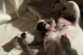 Afro Amy JAcks4You, Amber Crown Quantum Break, Jack Russell Terrier (33)