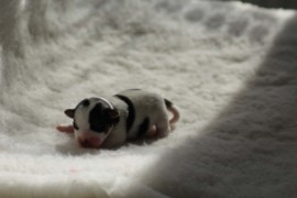 Afro Amy JAcks4You, Amber Crown Quantum Break, Jack Russell Terrier (34)