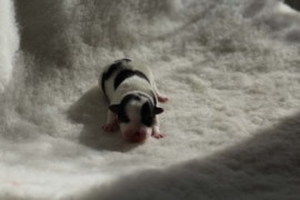 Afro Amy JAcks4You, Amber Crown Quantum Break, Jack Russell Terrier (35)