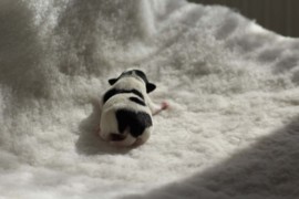 Afro Amy JAcks4You, Amber Crown Quantum Break, Jack Russell Terrier (36)
