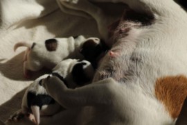 Afro Amy JAcks4You, Amber Crown Quantum Break, Jack Russell Terrier (37)