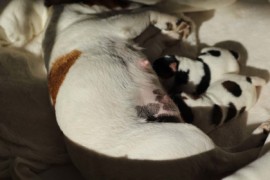 Afro Amy JAcks4You, Amber Crown Quantum Break, Jack Russell Terrier (38)