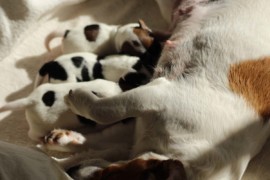 Afro Amy JAcks4You, Amber Crown Quantum Break, Jack Russell Terrier (39)