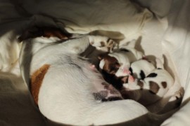 Afro Amy JAcks4You, Amber Crown Quantum Break, Jack Russell Terrier (40)