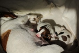 Afro Amy JAcks4You, Amber Crown Quantum Break, Jack Russell Terrier (41)