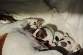 Afro Amy JAcks4You, Amber Crown Quantum Break, Jack Russell Terrier (42)