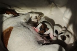 Afro Amy JAcks4You, Amber Crown Quantum Break, Jack Russell Terrier (43)