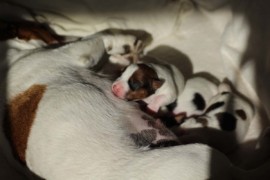 Afro Amy JAcks4You, Amber Crown Quantum Break, Jack Russell Terrier (44)