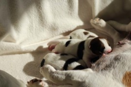Afro Amy JAcks4You, Amber Crown Quantum Break, Jack Russell Terrier (45)