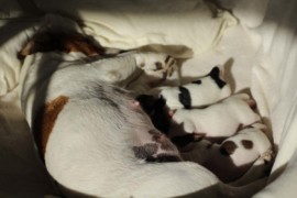 Afro Amy JAcks4You, Amber Crown Quantum Break, Jack Russell Terrier (46)