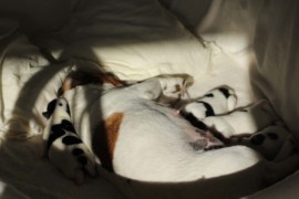 Afro Amy JAcks4You, Amber Crown Quantum Break, Jack Russell Terrier (47)