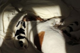 Afro Amy JAcks4You, Amber Crown Quantum Break, Jack Russell Terrier (48)