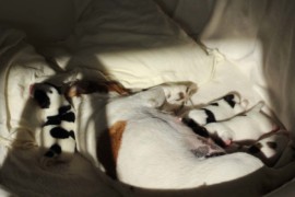 Afro Amy JAcks4You, Amber Crown Quantum Break, Jack Russell Terrier (49)
