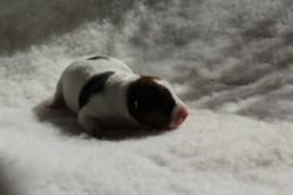 Afro Amy JAcks4You, Amber Crown Quantum Break, Jack Russell Terrier (5)