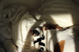 Afro Amy JAcks4You, Amber Crown Quantum Break, Jack Russell Terrier (50)
