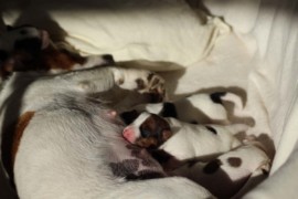 Afro Amy JAcks4You, Amber Crown Quantum Break, Jack Russell Terrier (51)