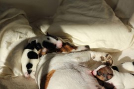 Afro Amy JAcks4You, Amber Crown Quantum Break, Jack Russell Terrier (52)