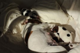 Afro Amy JAcks4You, Amber Crown Quantum Break, Jack Russell Terrier (53)