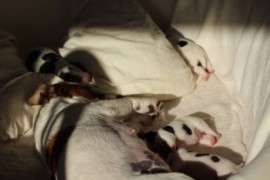 Afro Amy JAcks4You, Amber Crown Quantum Break, Jack Russell Terrier (54)
