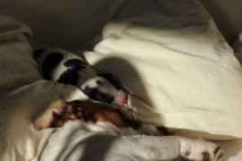 Afro Amy JAcks4You, Amber Crown Quantum Break, Jack Russell Terrier (55)