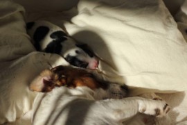 Afro Amy JAcks4You, Amber Crown Quantum Break, Jack Russell Terrier (56)