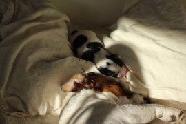 Afro Amy JAcks4You, Amber Crown Quantum Break, Jack Russell Terrier (57)