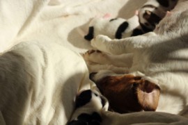 Afro Amy JAcks4You, Amber Crown Quantum Break, Jack Russell Terrier (58)