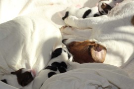 Afro Amy JAcks4You, Amber Crown Quantum Break, Jack Russell Terrier (59)