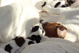Afro Amy JAcks4You, Amber Crown Quantum Break, Jack Russell Terrier (60)