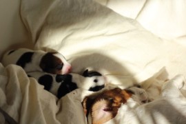 Afro Amy JAcks4You, Amber Crown Quantum Break, Jack Russell Terrier (61)
