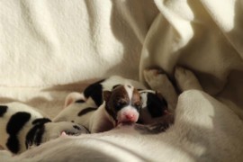Afro Amy JAcks4You, Amber Crown Quantum Break, Jack Russell Terrier (62)