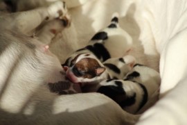 Afro Amy JAcks4You, Amber Crown Quantum Break, Jack Russell Terrier (63)