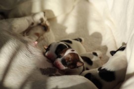 Afro Amy JAcks4You, Amber Crown Quantum Break, Jack Russell Terrier (64)