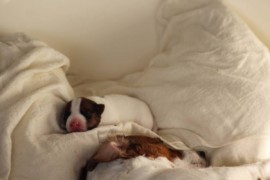 Afro Amy JAcks4You, Amber Crown Quantum Break, Jack Russell Terrier (65)
