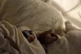 Afro Amy JAcks4You, Amber Crown Quantum Break, Jack Russell Terrier (66)