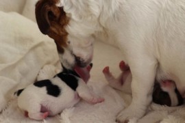 Afro Amy JAcks4You, Amber Crown Quantum Break, Jack Russell Terrier (67)