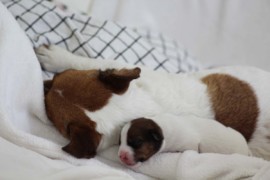 Afro Amy JAcks4You, Amber Crown Quantum Break, Jack Russell Terrier (68)