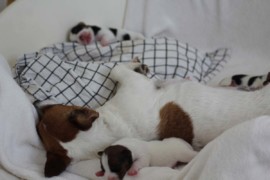 Afro Amy JAcks4You, Amber Crown Quantum Break, Jack Russell Terrier (70)