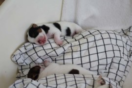 Afro Amy JAcks4You, Amber Crown Quantum Break, Jack Russell Terrier (71)