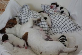 Afro Amy JAcks4You, Amber Crown Quantum Break, Jack Russell Terrier (72)