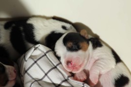 Afro Amy JAcks4You, Amber Crown Quantum Break, Jack Russell Terrier (73)