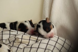 Afro Amy JAcks4You, Amber Crown Quantum Break, Jack Russell Terrier (74)
