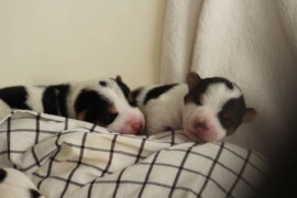 Afro Amy JAcks4You, Amber Crown Quantum Break, Jack Russell Terrier (75)