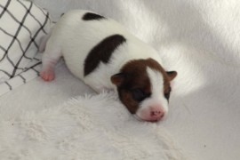 Afro Amy JAcks4You, Amber Crown Quantum Break, Jack Russell Terrier (76)