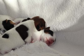 Afro Amy JAcks4You, Amber Crown Quantum Break, Jack Russell Terrier (77)
