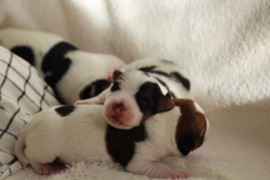 Afro Amy JAcks4You, Amber Crown Quantum Break, Jack Russell Terrier (78)