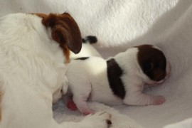 Afro Amy JAcks4You, Amber Crown Quantum Break, Jack Russell Terrier (79)