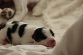 Afro Amy JAcks4You, Amber Crown Quantum Break, Jack Russell Terrier (80)
