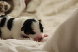 Afro Amy JAcks4You, Amber Crown Quantum Break, Jack Russell Terrier (81)