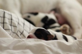 Afro Amy JAcks4You, Amber Crown Quantum Break, Jack Russell Terrier (82)